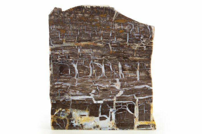 Polished Petrified Shrinkwood Stand-Up - Parker, Colorado #334927